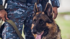 Psovoda (†31) zabili služobné psy, ktoré kŕmil a pravidelne cvičil