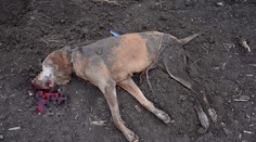 Obvinili Bratislavčana, ktorý zabil svojho psa tesárskym kladivom