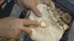 Huby z Ázie pestuje v Rajeckej doline. Užitočné sú v jedle aj pre zdravie