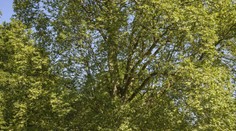 Slovenský Strom roka 2016: Pod zemou je neoddeliteľne spojený s chorým bratom