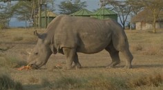 Zomrel posledný samec nosorožca tuponosého na svete