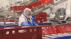 Spracovatelia mäsa varujú: Ak štát nezastropuje ceny energií, zbankrotujeme