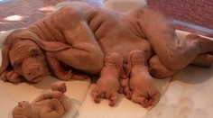 Muž predáva na internete záhadného tvora