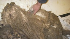 Pes Dave bol v príšernom stave. Neuveríte, ako vyzerá teraz