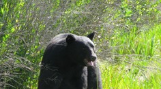 V Humennom mali v noci nezvaného hosťa. Po centre sa prechádzal medveď