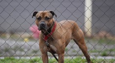 Psa na reťazi už neuvidíte. Podľa novely je uväzovanie psa v domácnosti zakázané