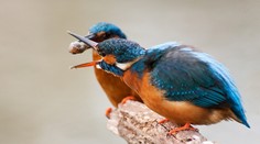 V cyperských reštauráciách skončili vyše dva milióny spevavých vtákov