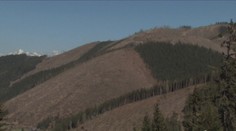 Slovenský internet ovládla kampaň "My sme les". Dokáže však niečo zmeniť?