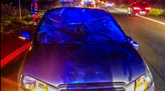 Obrovská losica sa autu postavila do cesty. Vodič aj spolujazdec skončili s vážnymi zraneniami