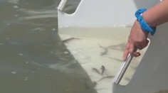 Dunaj plný rýb je minulosťou. Ochranári sa však snažia o návrat pôvodných druhov