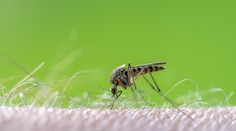 V Európe sa množia prípady západonílskej horúčky. Najviac sa šíri v obľúbenej dovolenkovej destinácii