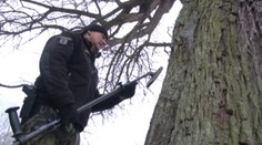 Najkrajšie stromy majú v Bošáci, jeden z nich skrýva tajomstvo opradené legendou