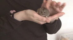 Škrečky ako terapeuti na východnom Slovensku. Patrícia sa k ich chovu sa dostala náhodou