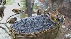 Spevavé vtáky vo veľkom vymierajú. Ich populácia sa za 60 rokov zmenšila o polovicu