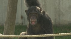 Dožili sa u nás desiatok rokov. Toto sú najstaršie zvieratá v opatere človeka