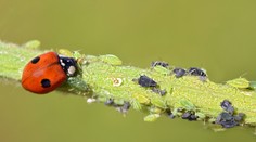 Chcete mať úrodnú záhradu? Prilákajte do nej užitočný hmyz