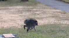 VIDEO: Obyvateľov Seattlu prekvapil bizarný tvor. „Jimothy“ sa stal virálnou senzáciou