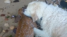 Zlatý retríver zachránil topiacu sa srnku. Milujú ho ľudia po celom svete