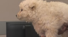 Otrasný prípad z východného Slovenska. Pred osadou našli sučku s roztrhanými pohlavnými orgánmi