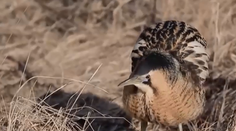 Na východnom Slovensku zachraňujú vtáka, ktorý bučí ako krava