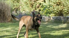 V susednom Česku dohrýzol pes 5-ročného chlapca. Dieťa zraneniam podľahlo