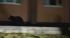 Odstrel nebezpečných medveďov pokračuje. V Turci chodili zvery až do záhrad obyvateľov