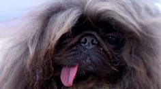 VIDEO: Chlpatá guľa s vyplazeným jazykom. Toto je najškaredší pes na svete pre rok 2024