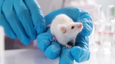 Prielom v ľudskej medicíne? Lekári vytvorili priehľadnú myš, cez kožu jej presvitajú orgány