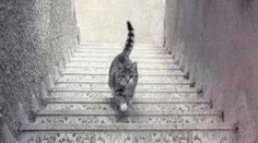 Všimnite si mačku na obrázku: Ide hore alebo dole?