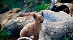 V Pyrenejach sa narodilo prvé mláďa rysa ostrovida za takmer 100 rokov
