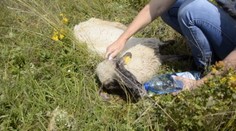 Turistka na Donovaloch našla bezvládnú ovečku. Keď ju priniesla bačovi, zostala zhrozená