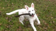 Poznáte najpopulárnejšie psie meno na svete? Tu je rebríček