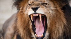 Video len pre silné žalúdky. V Barcelone skočil do výbehu s levmi