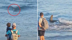 VIDEO: Pokazený úvod sezóny v známom letovisku. Po spozorovaní veľkého žraloka zatvorili už tretiu pláž