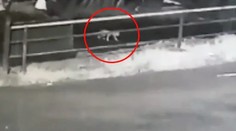 Batoľa vypadlo za jazdy z auta, rodičia si to všimli až doma