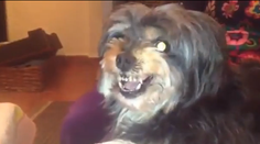 Zábavné, čo robí pes, keď počuje meno Messi