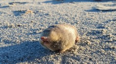 FOTO a VIDEO: Považovali ho za vyhynutý druh. Zviera však po desaťročiach opäť objavili