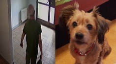 Pre nezhody s exmanželkou jej zabil psa sekerou. Mužovi za krutý čin hrozí trojročné väzenie