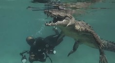 Tvárou v tvár morskému krokodílovi. Potápači vliezli tam, kam by sa odvážil málokto