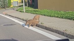 Diviaky sú už na žilinskom sídlisku ako doma. Na poliach nič nenájdu, tak si to namieria rovno k panelákom