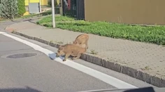 Diviaky sú už na žilinskom sídlisku ako doma. Na poliach nič nenájdu, tak si to namieria rovno k panelákom