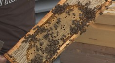 Včely na budove bratislavskej banky. Zamestnancom dajú 50 kíl medu ročne