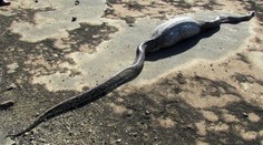 Had zhltol obrovského dikobraza. Ten ho zabil zvnútra