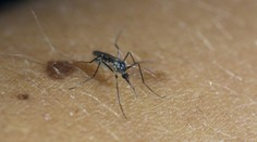Nová ochrana proti otravným komárom. Liek dokáže ľudskú krv premeniť na „jed“