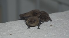 Obyvatelia počuli ich hvízdanie. Bytovku v Trenčianskych Tepliciach obsadili netopiere