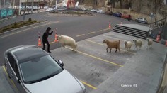 VIDEO: Obyvateľov tureckého mesta terorizoval zvierací gang na čele s dominantnou ovcou