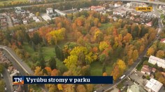 Vyrúbu stromy v parku