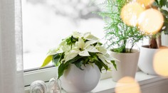 S prípravami na jar môžete začať už v januári