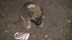 Hromadná bitka v osade pri Prešove kvôli šteniatku