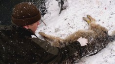 Pod Starým Smokovcom auto zabilo legendárneho vlka